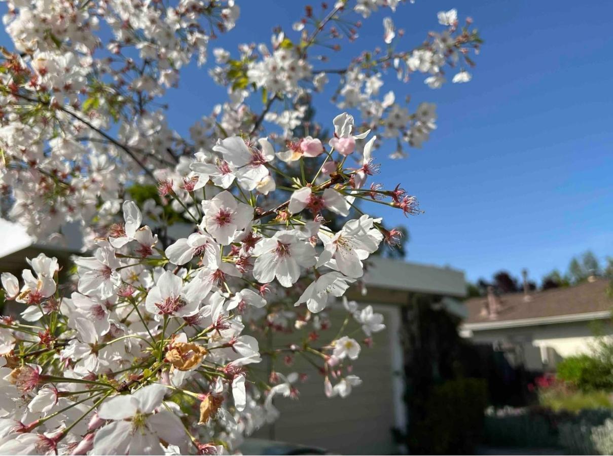 Palo Alto Quiet 1 Bedroom Stanford University מראה חיצוני תמונה